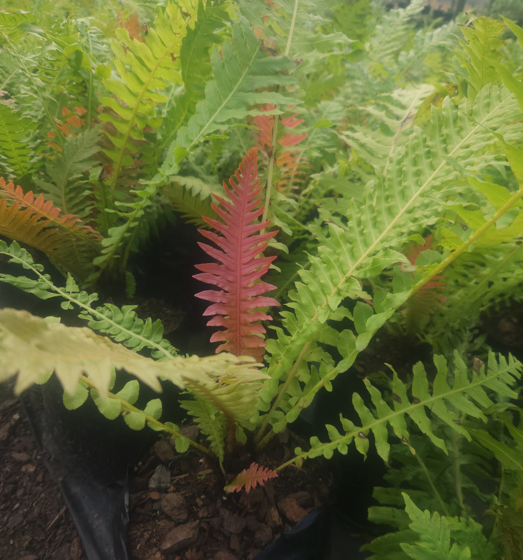 Dwarf Volcano Tree Fern (Blechnum brasiliense 'Volcano')