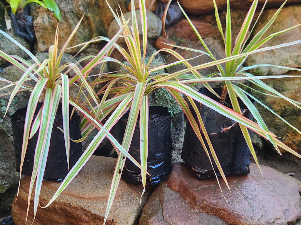 Madagascar Dragon Tree (Dracaena marginata)