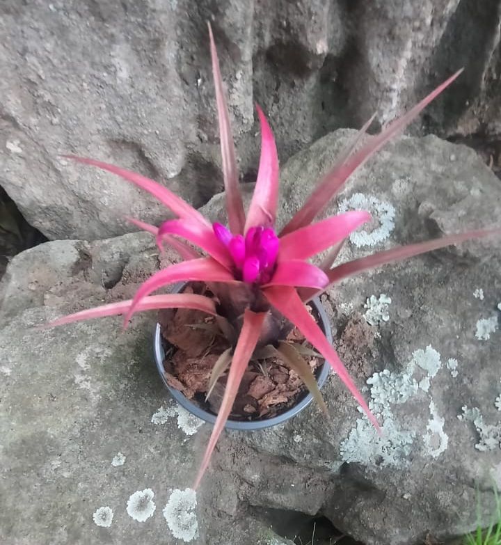 Aechmea recurvata var. benrathii-Mini Bromeliad