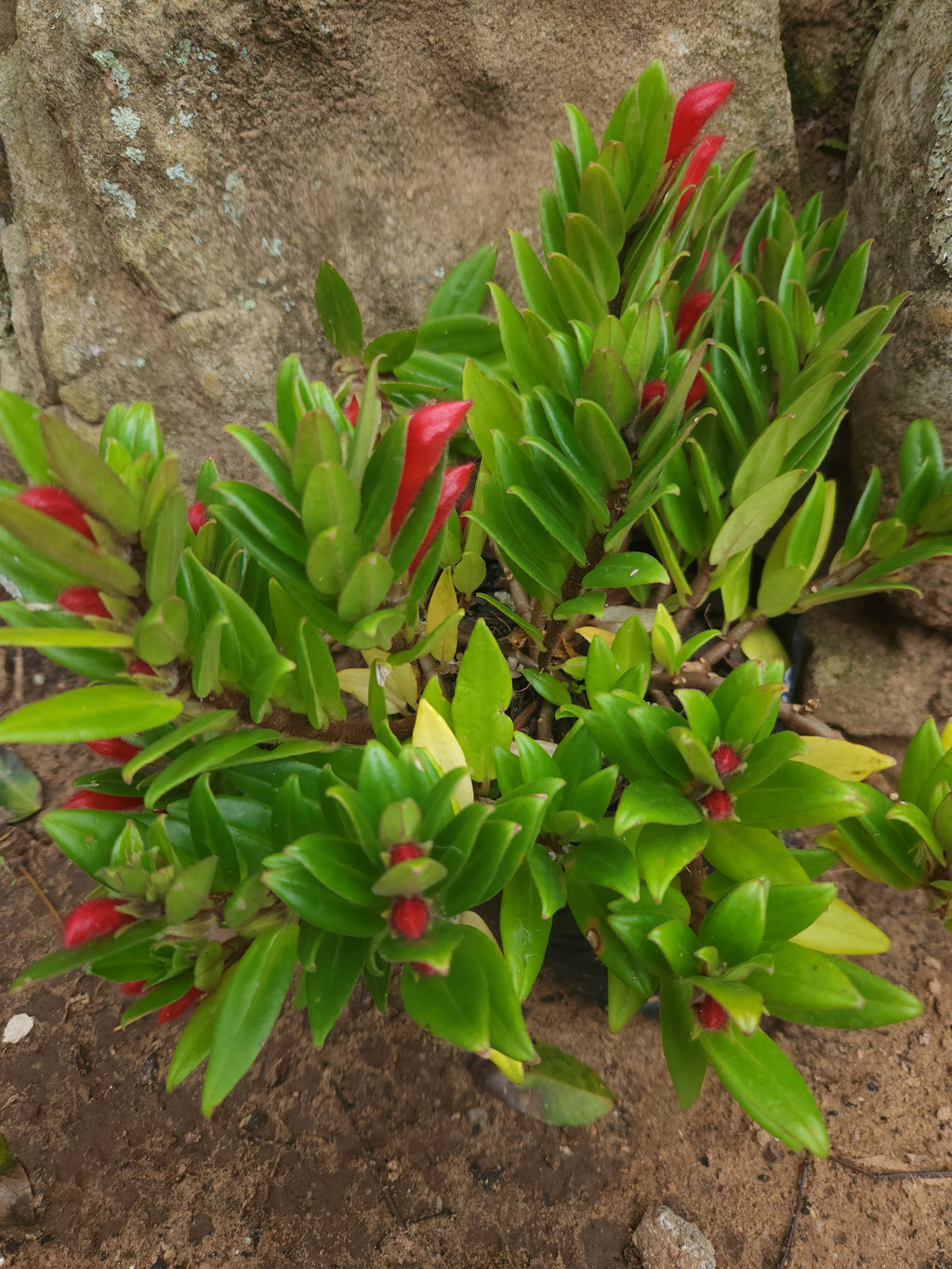 Goldfish Plant (Columnea krakatau )