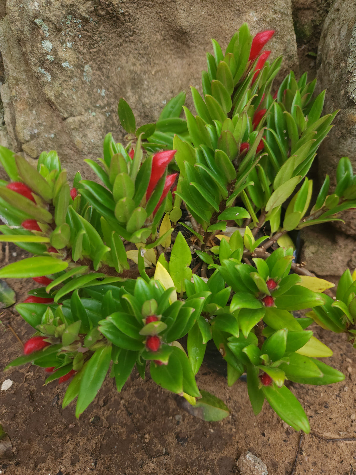 Goldfish Plant (Columnea krakatau )