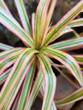 Madagascar Dragon Tree (Dracaena marginata)