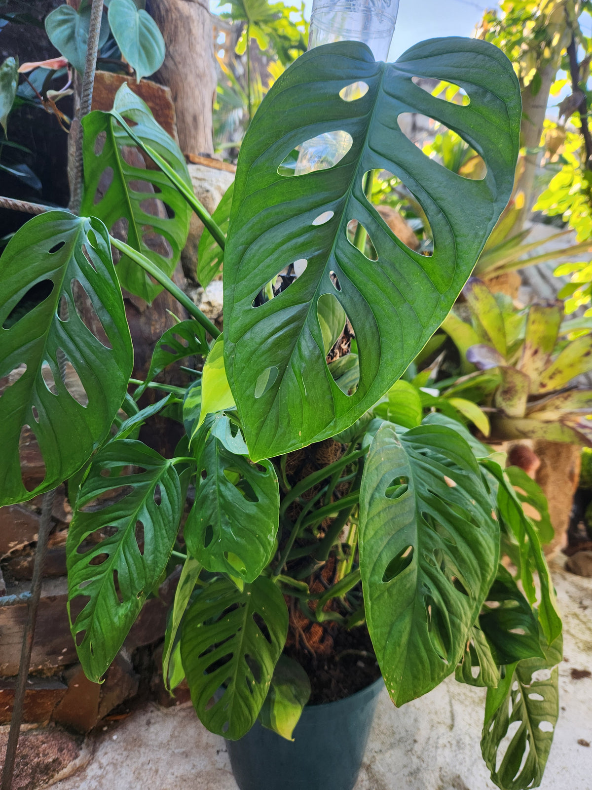 Swiss Cheese Plant (Monstera adonsonii)