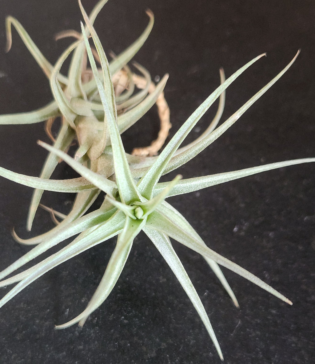 Air Plant- Tillandsia bergeri