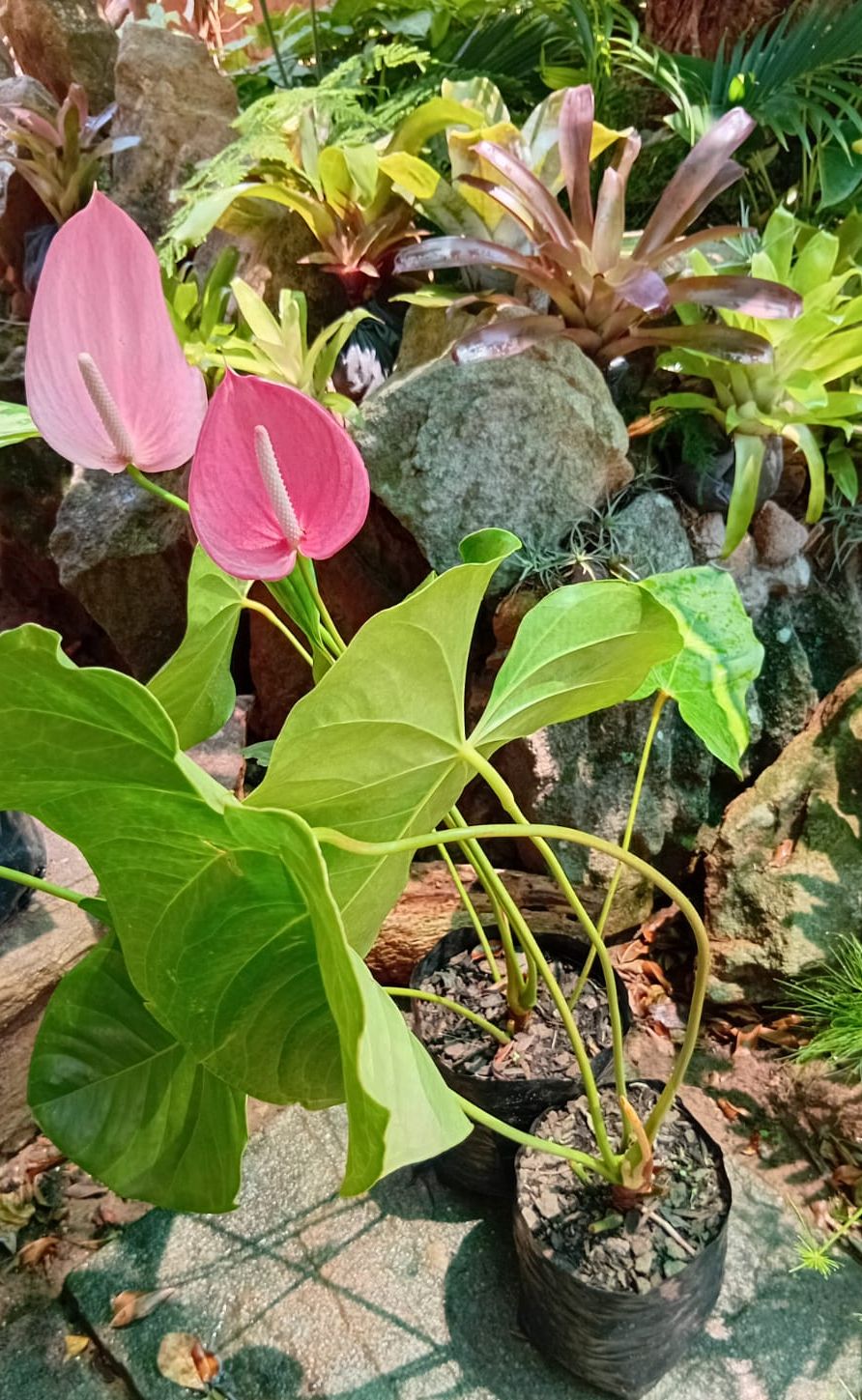 Flamingo Flower- Pink XL. (Anthurium andraeanum)