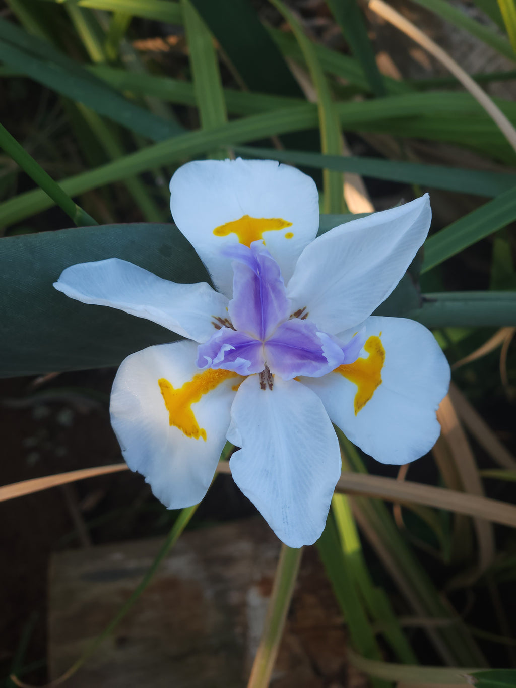 Fairy Iris/Large wild Iris (Dietes grandiflora)