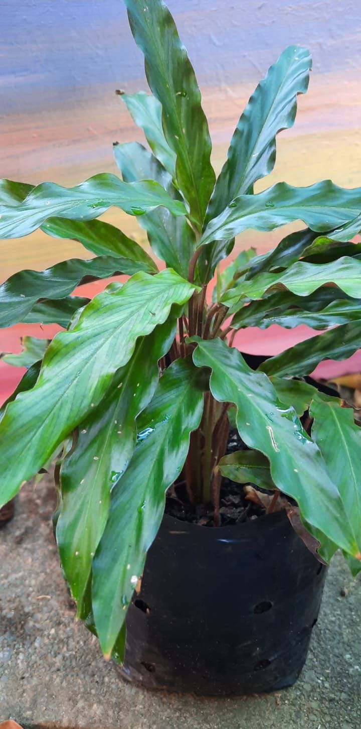 Furry Leaf Calathea (Goeppertia rufibarba)
