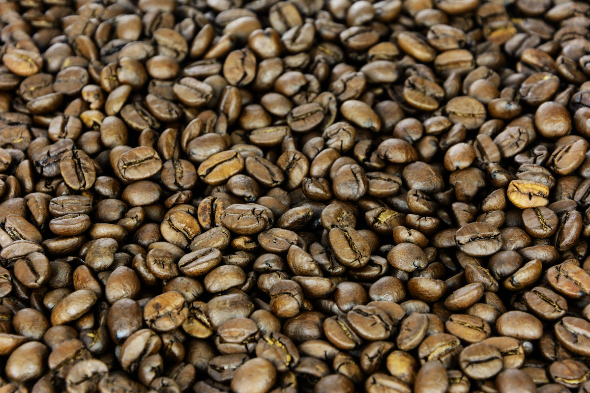 Arabica Coffee Tree (Coffea arabica)
