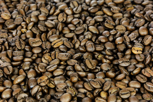 Arabica Coffee Tree (Coffea arabica)