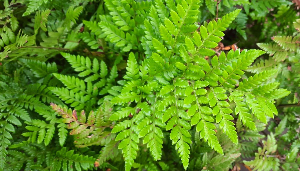 Leather Leaf Fern (Ruhmora adiantiformis)