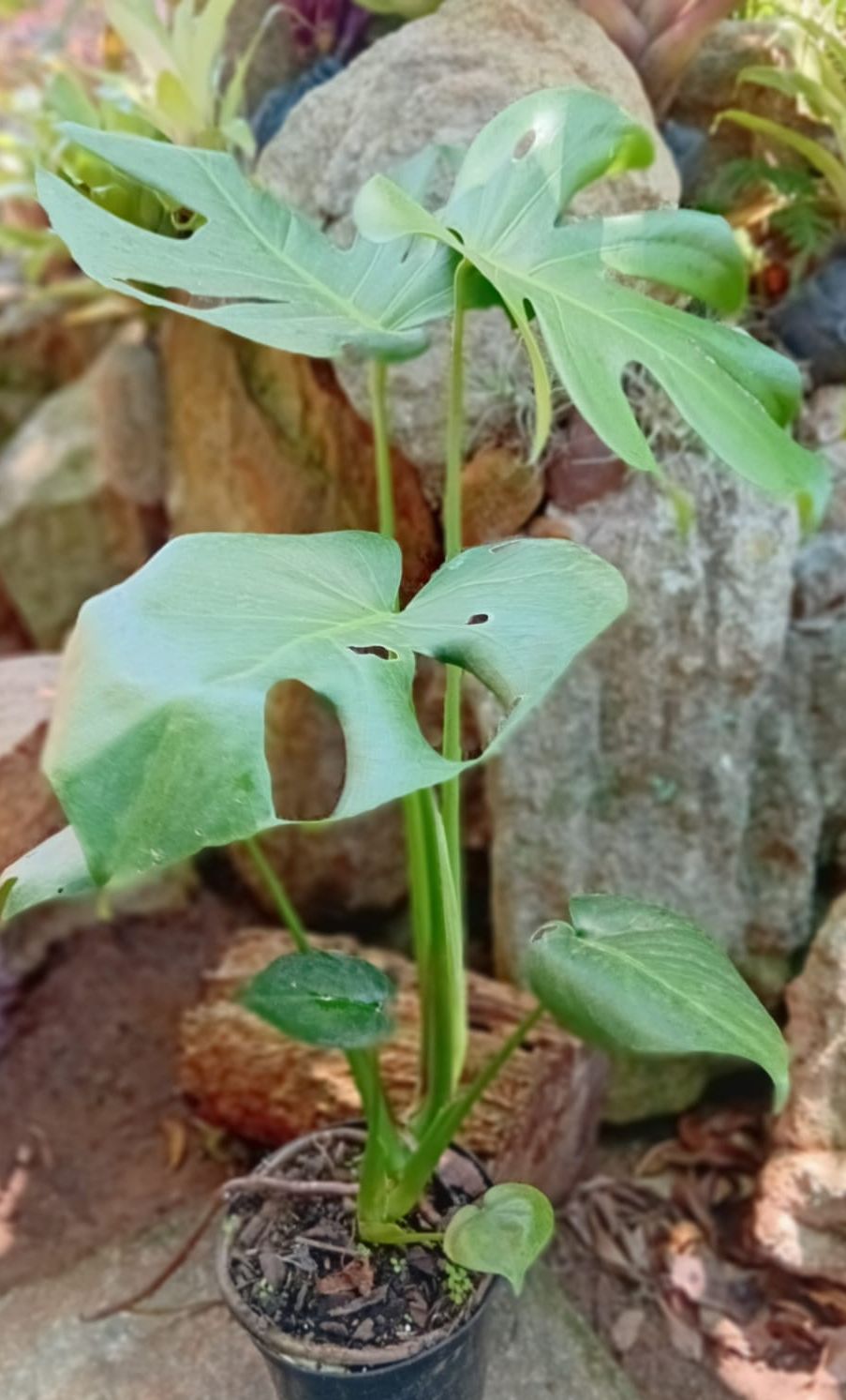Delicious Monster (Monstera deliciosa)