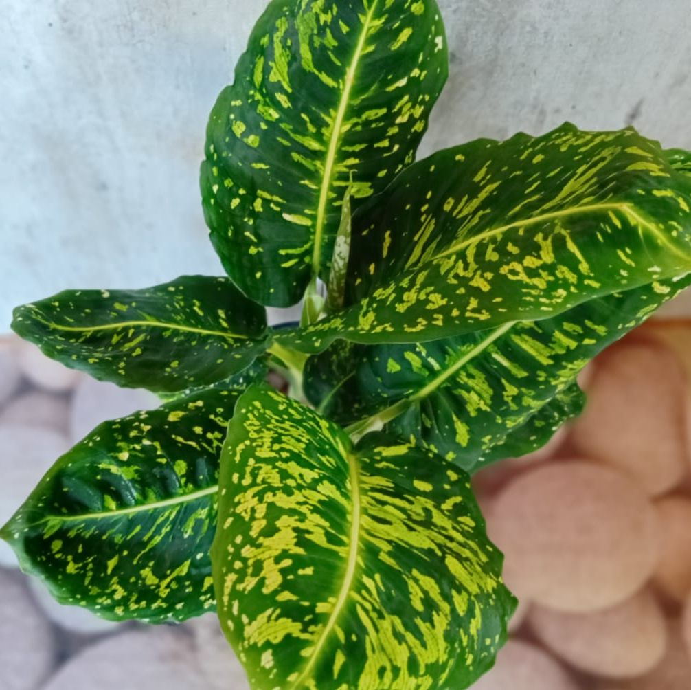 Dieffenbachia 'Reflector'