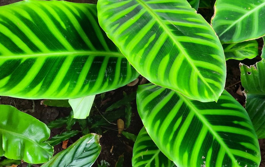 Calathea Zebrina
