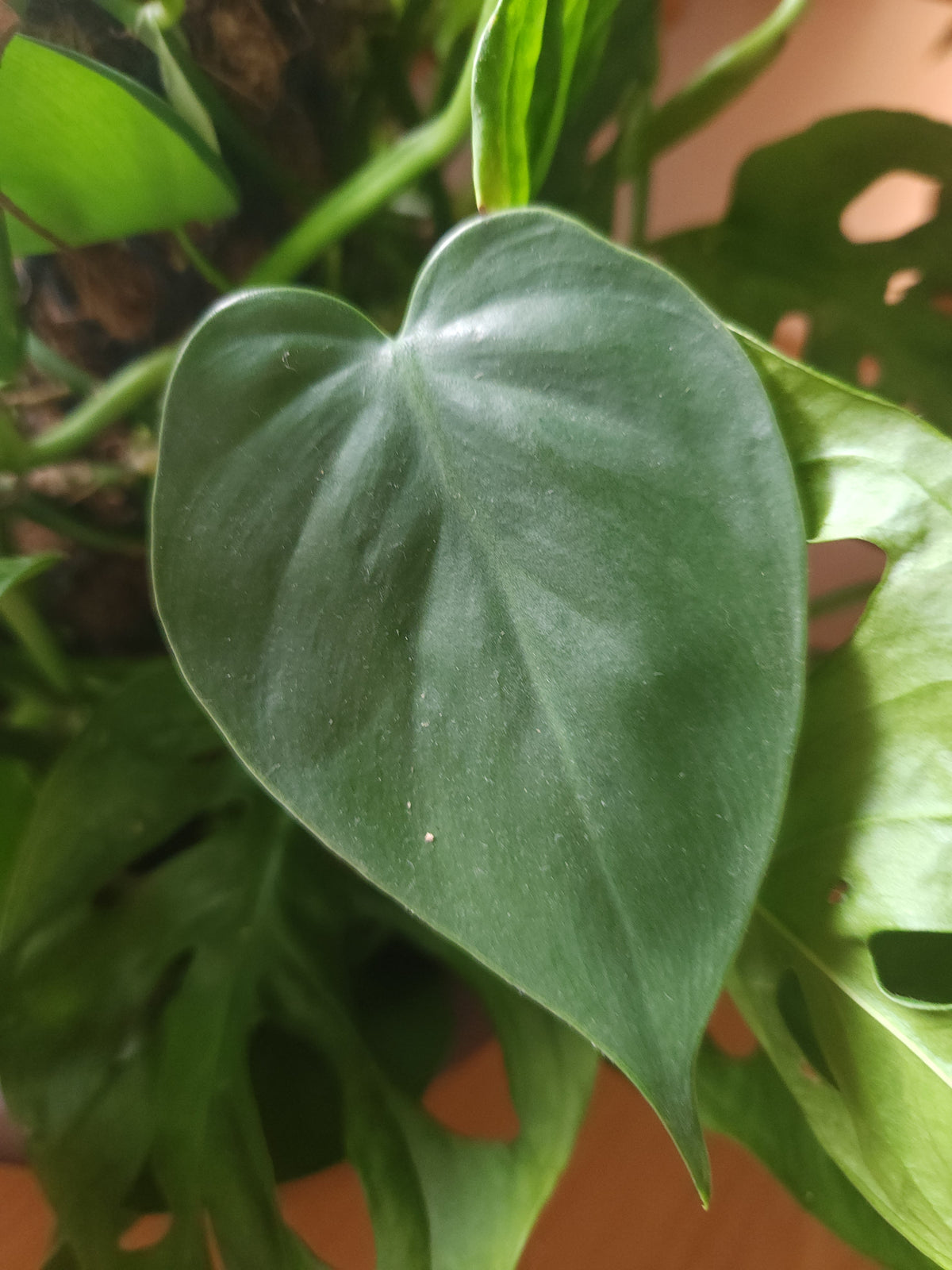 Heartleaf Philodendron (Green)