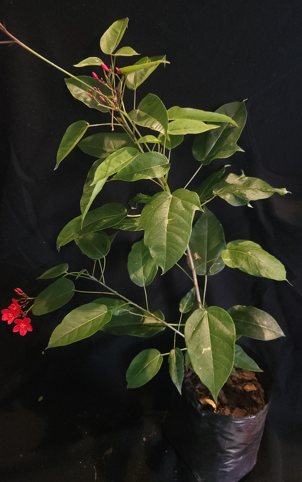 Spicy Jatropha Red (Jatropha integerrima)