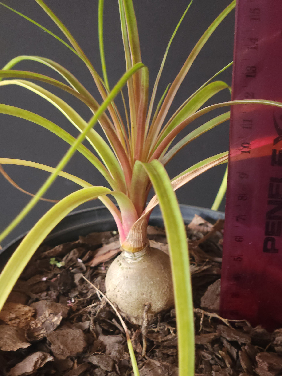 Mini Ponytail Palm (Beaucarnea recurvata (Ponytail Palm)