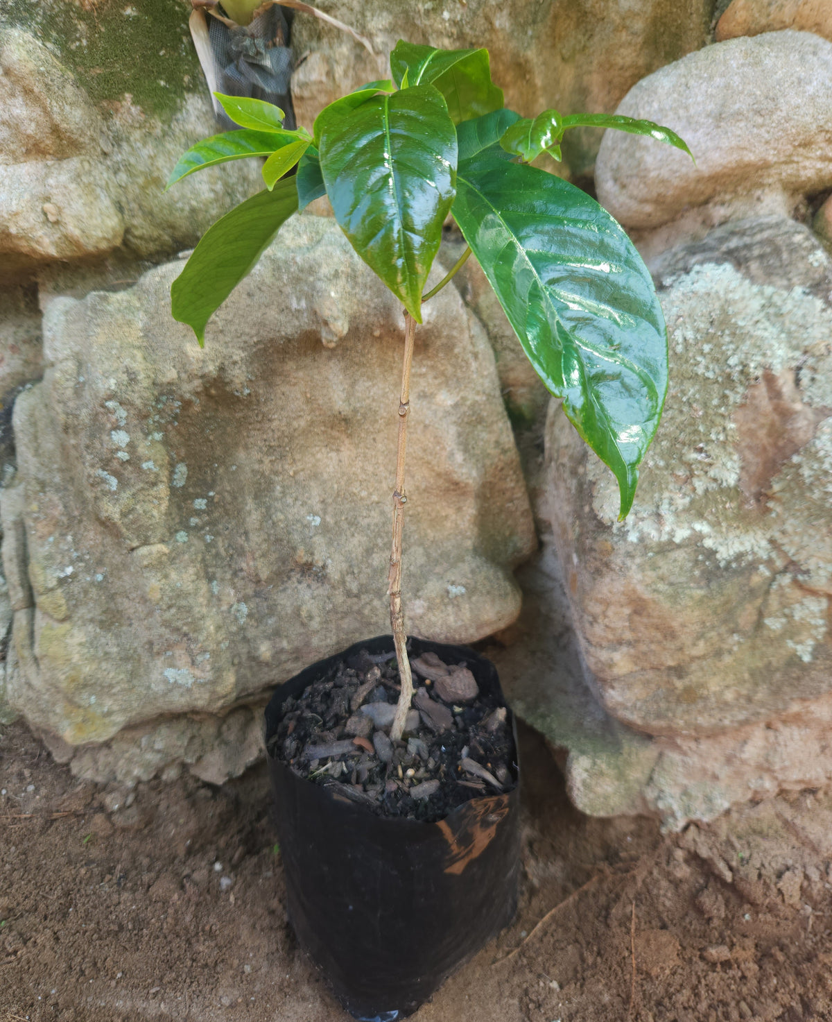 Arabica Coffee Tree (Coffea arabica)