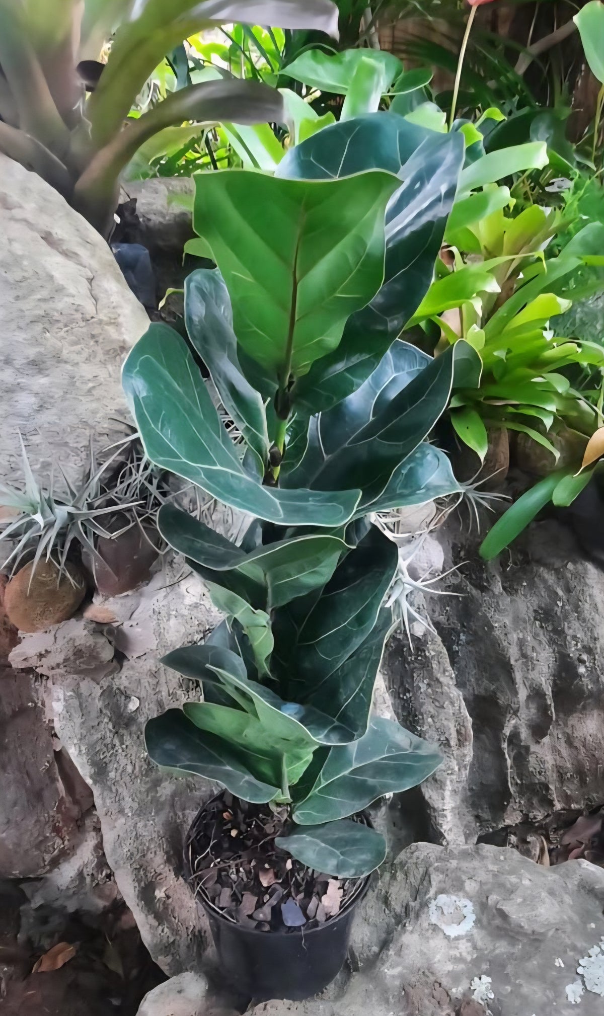 Dwarf Fiddle Leaf Fig (Ficus lyrata bambino)