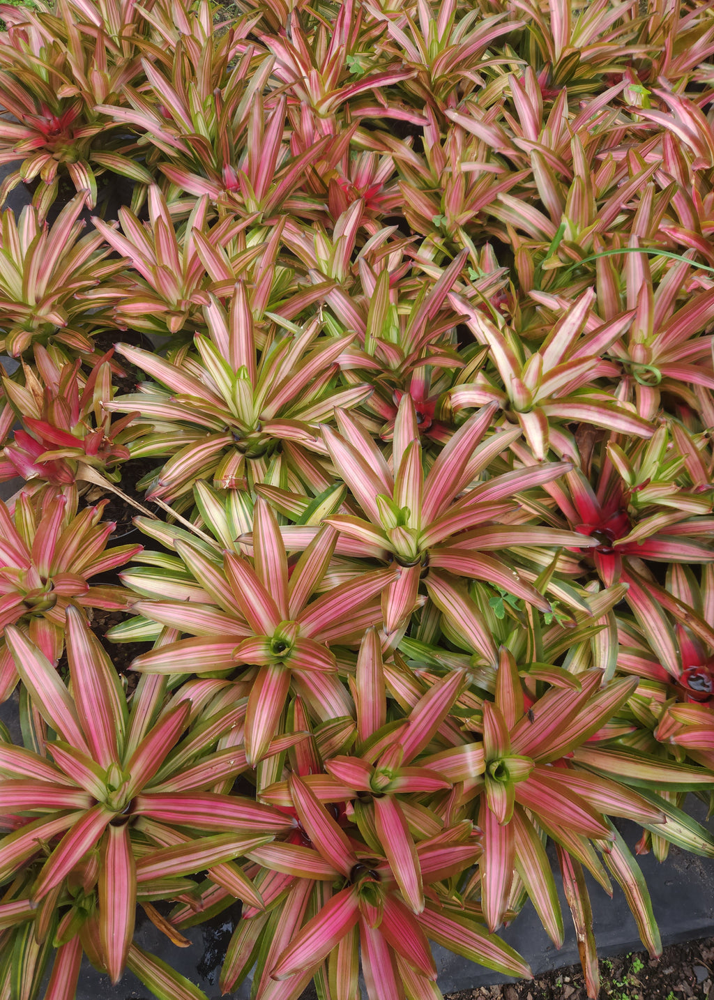 Bromeliad-Martin