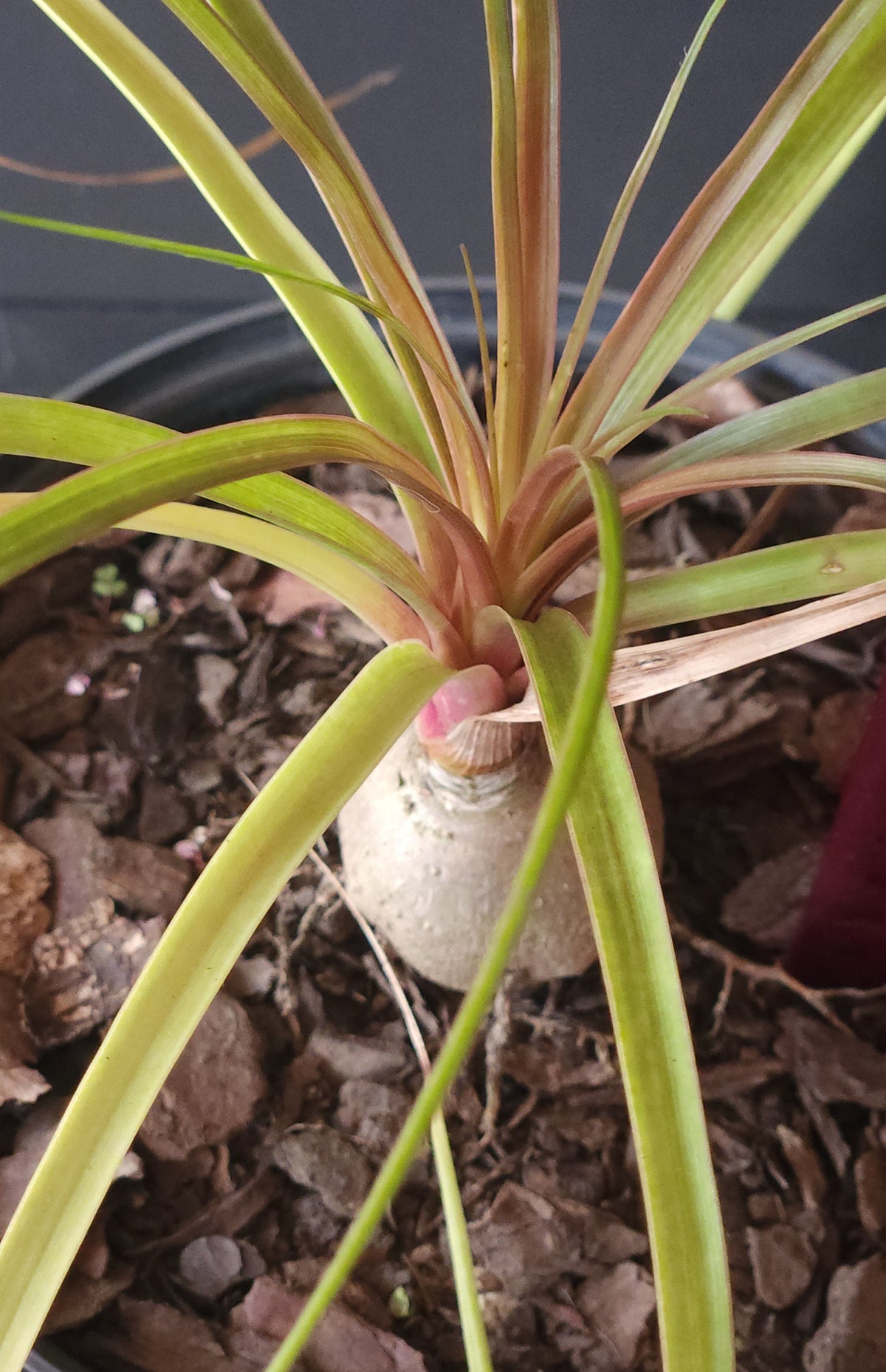 Mini Ponytail Palm (Beaucarnea recurvata (Ponytail Palm)