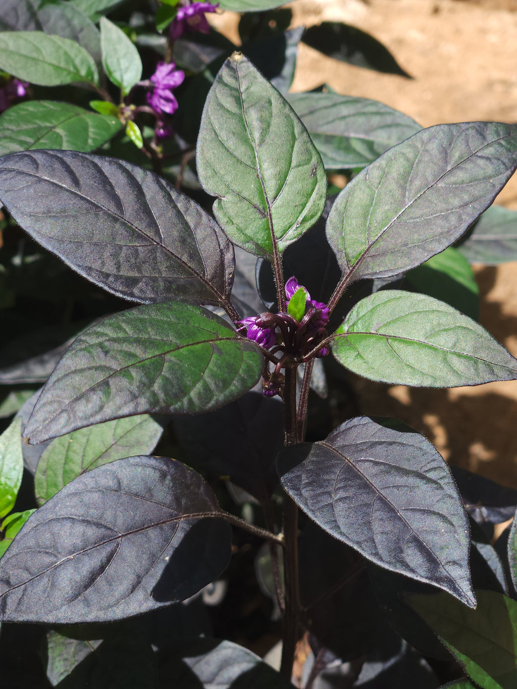 Goth Chilli (Capsicum Anuum 'Purple Flash') Ornamental Chilli