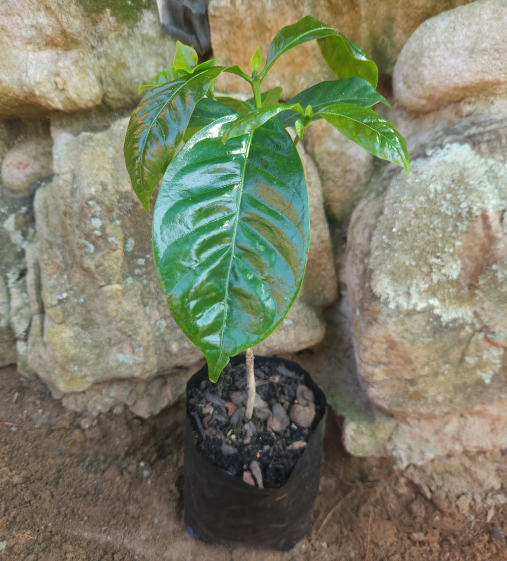Arabica Coffee Tree (Coffea arabica)