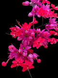 Hybrid Bleeding Heart Vine (Clerodendrum x Speciosum)