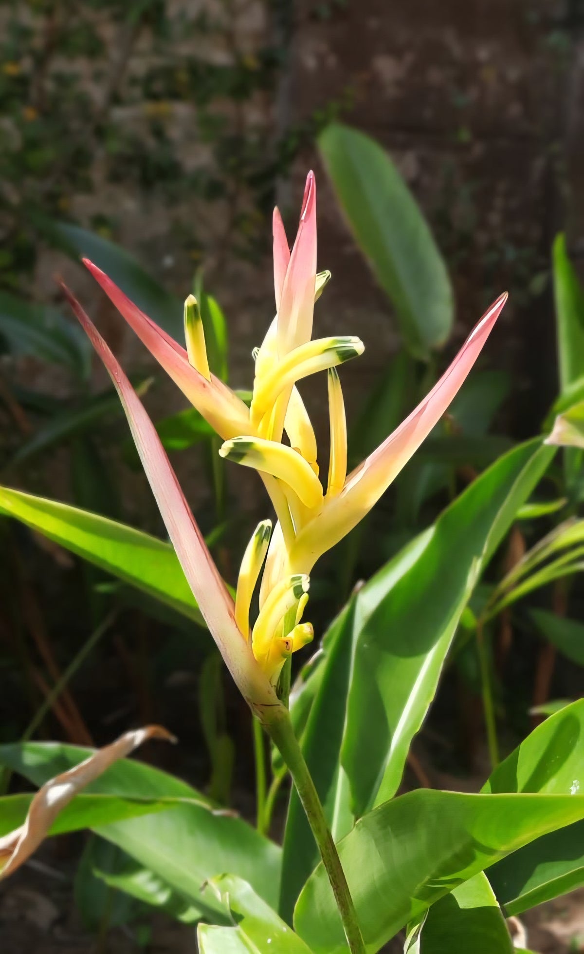 Strawberries&Cream (Heliconia psittacorum)