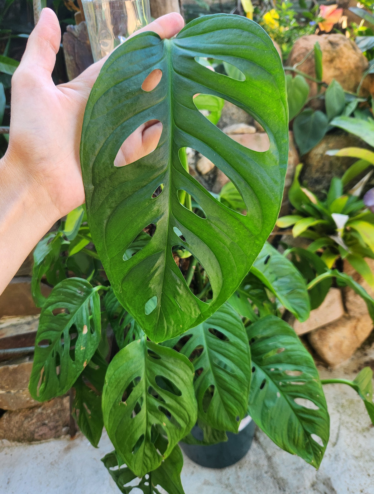 Swiss Cheese Plant (Monstera adonsonii)