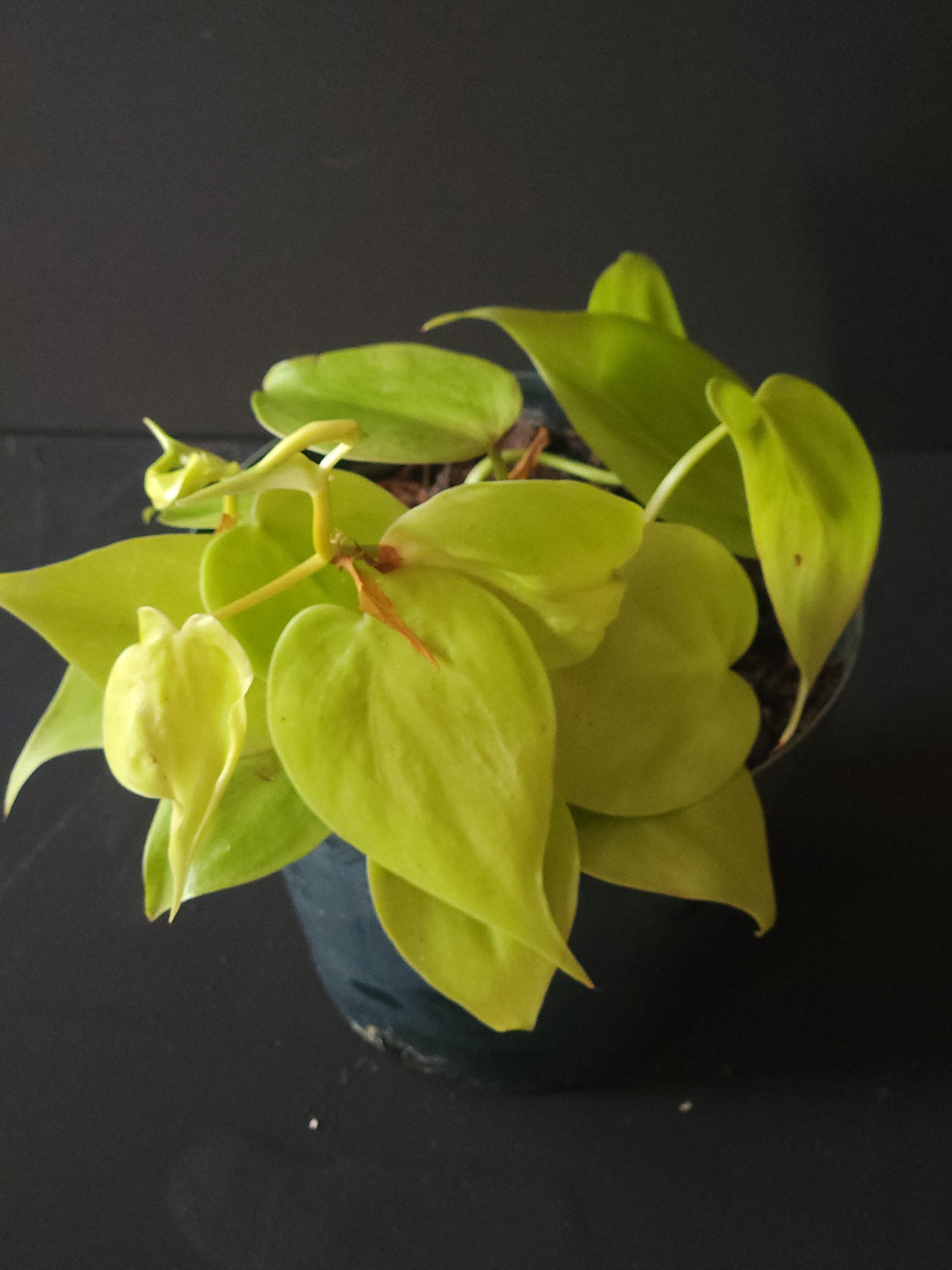 Heartleaf Philodendron "Neon"