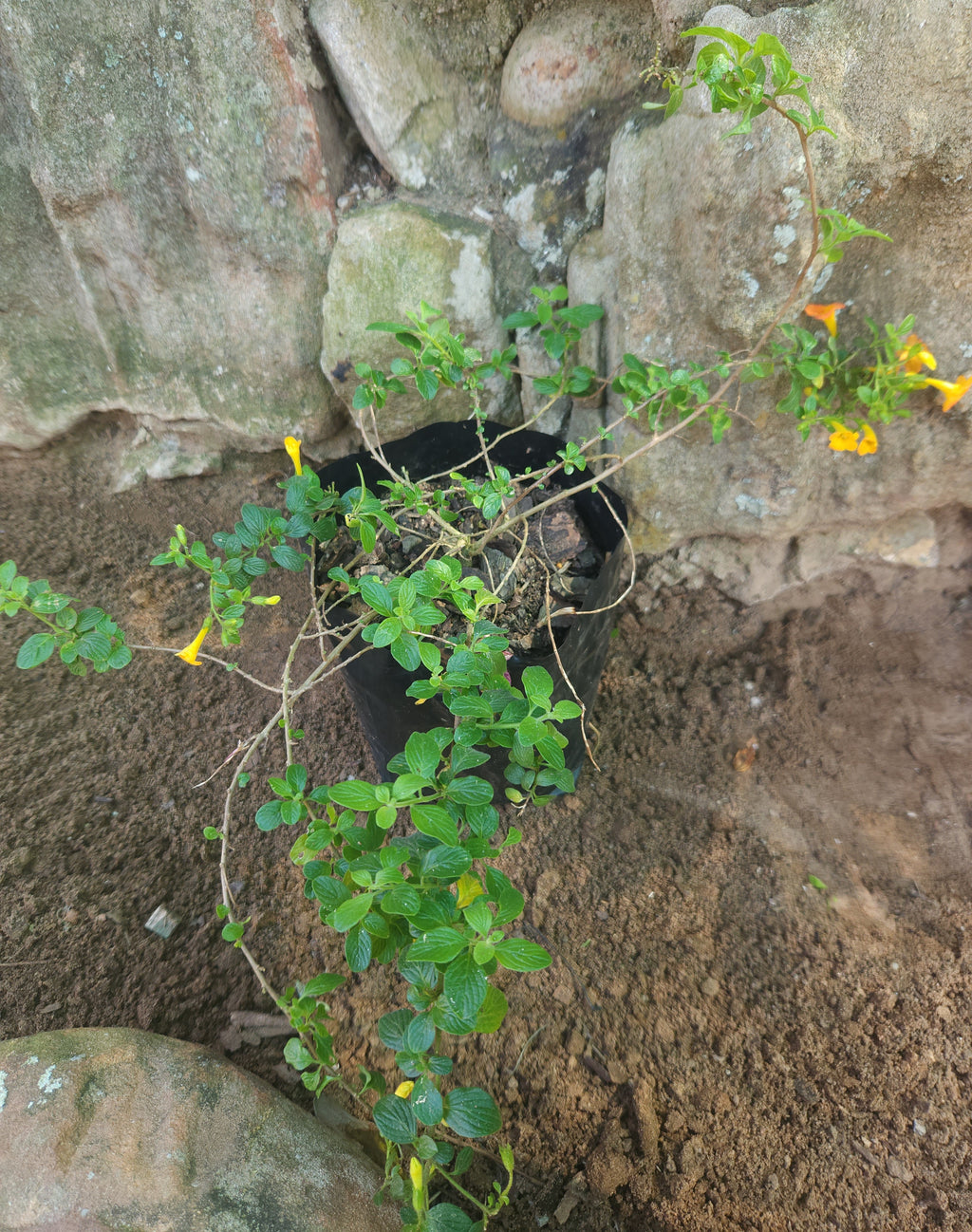 Marmalade Bush (Streptosolen jamesonii)