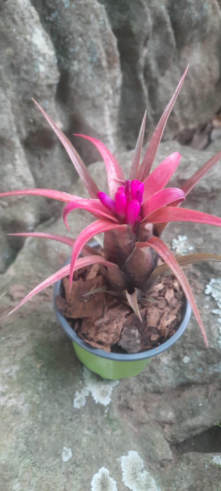 Aechmea recurvata var. benrathii-Mini Bromeliad