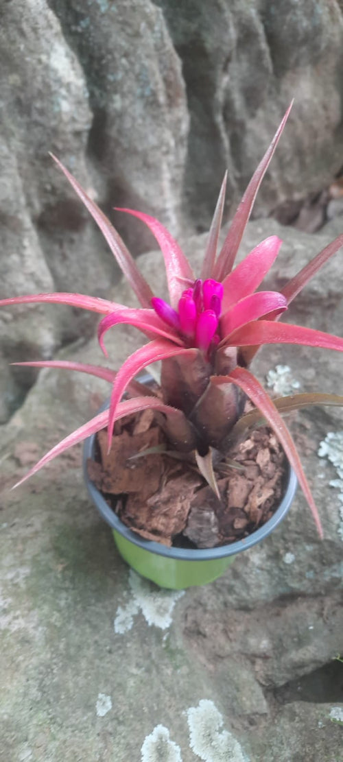 Aechmea recurvata var. benrathii-Mini Bromeliad