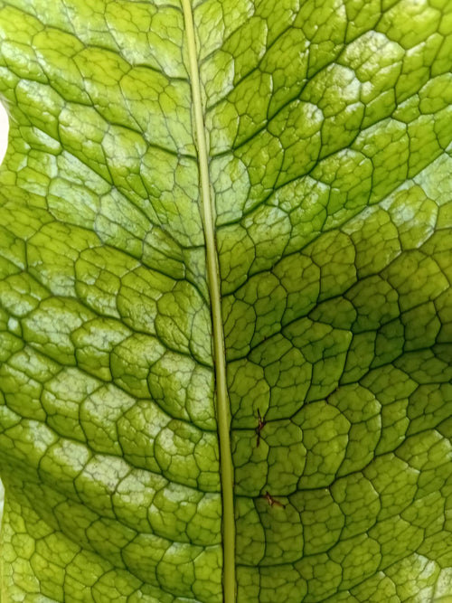 Crocodile Fern (Microsorum musifolium 'Crocodyllus')