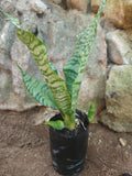 Snake Plant (Sansevieria 'Robusta')
