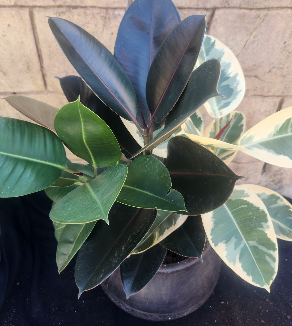 Rubber Plant 3 colour combo (Ficus elastica)