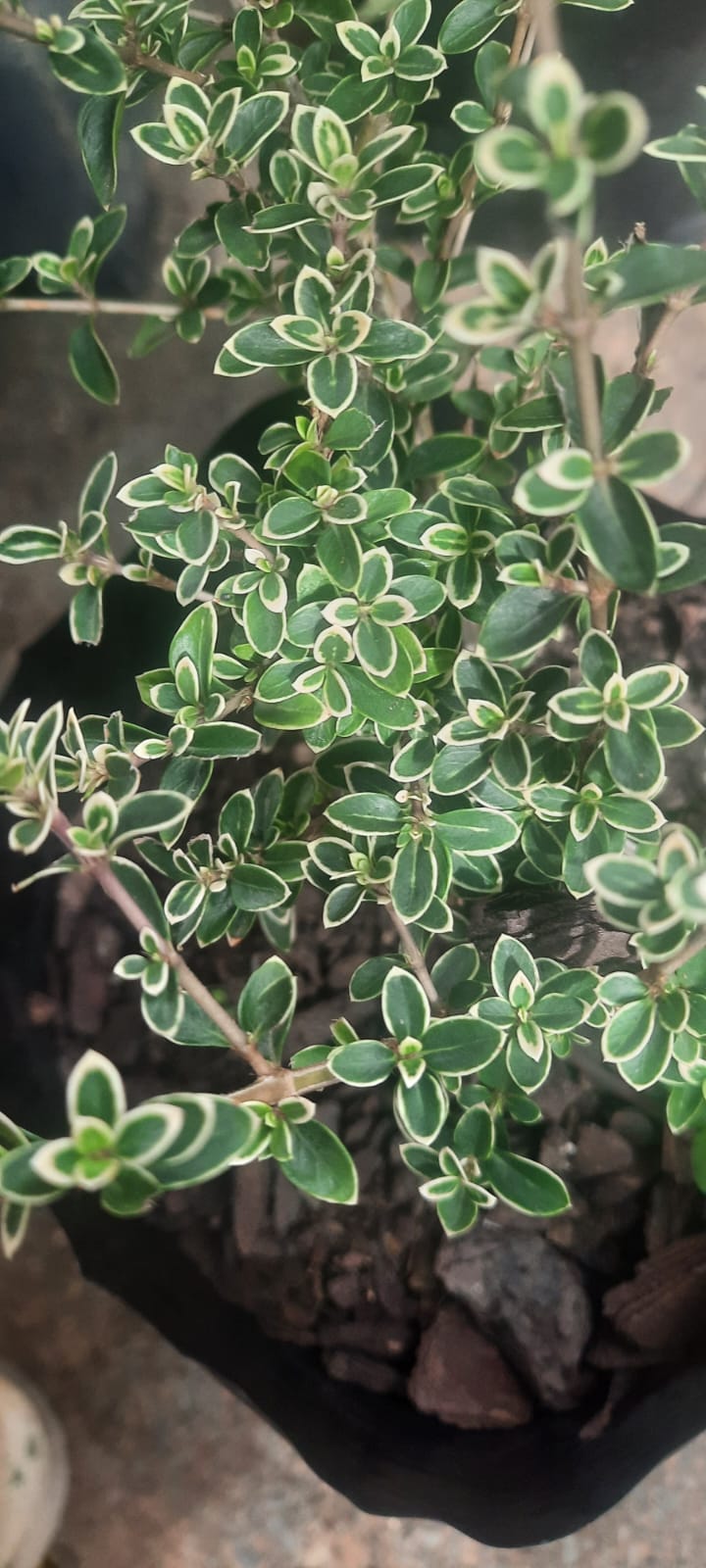 Bonsai Snow Rose (Variegated Serissa)Premium pre-bonsai material