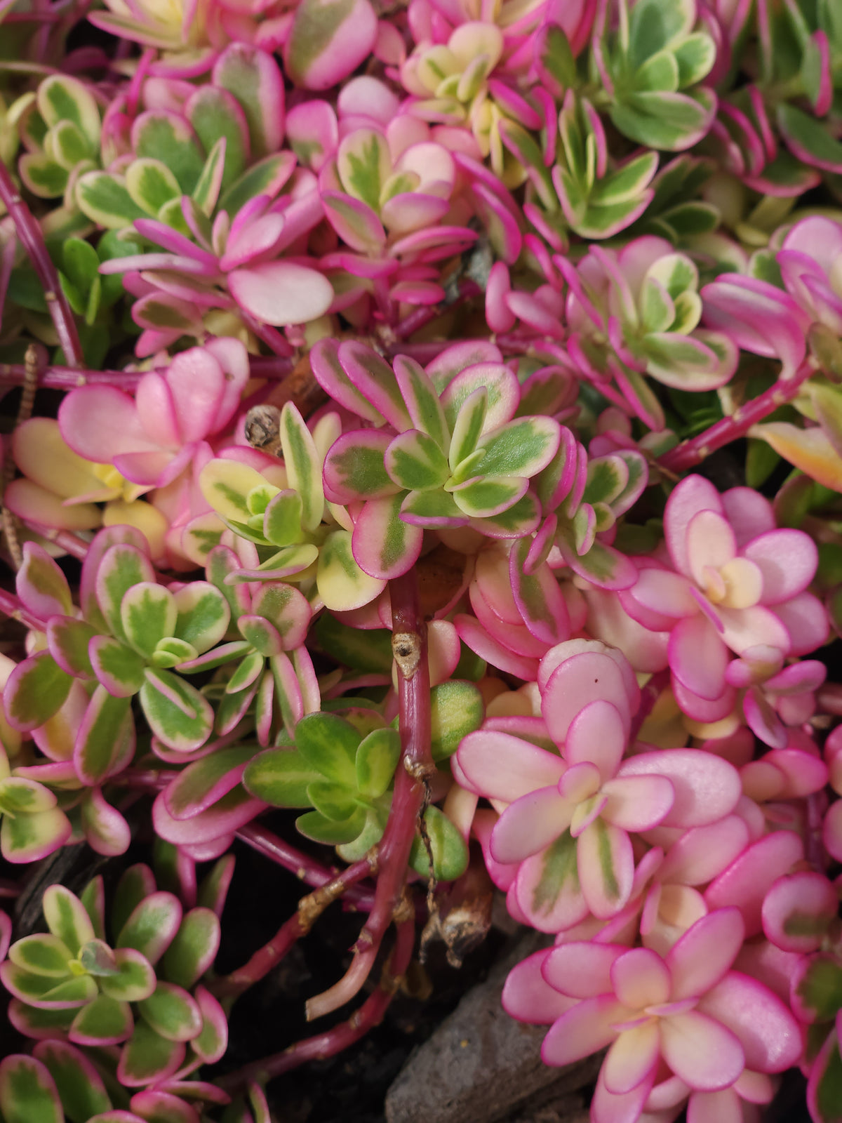 Portulaca "Rainbow"
