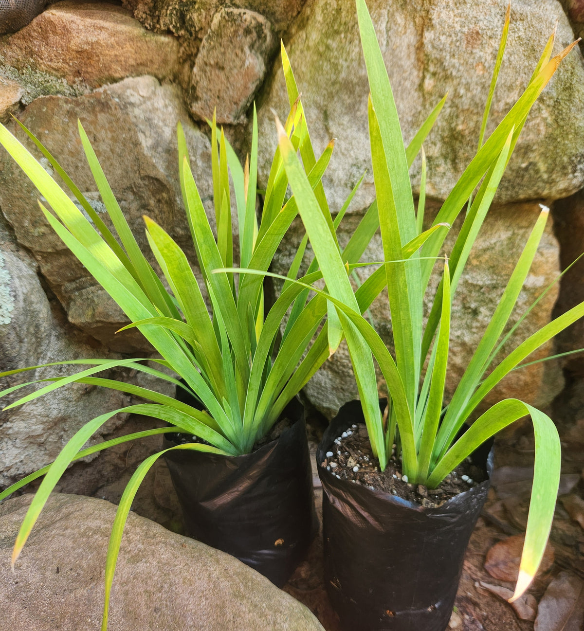 Blackberry Lily (Iris domestica)