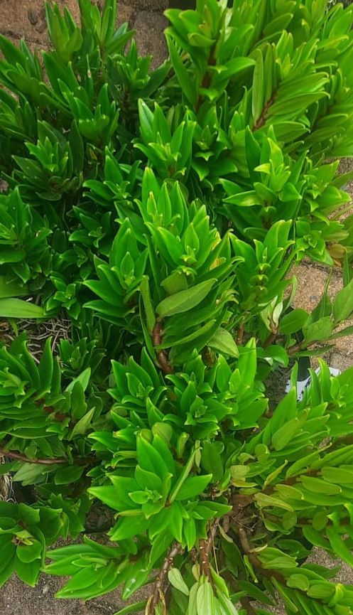 Goldfish plant- Orange (Columnea)