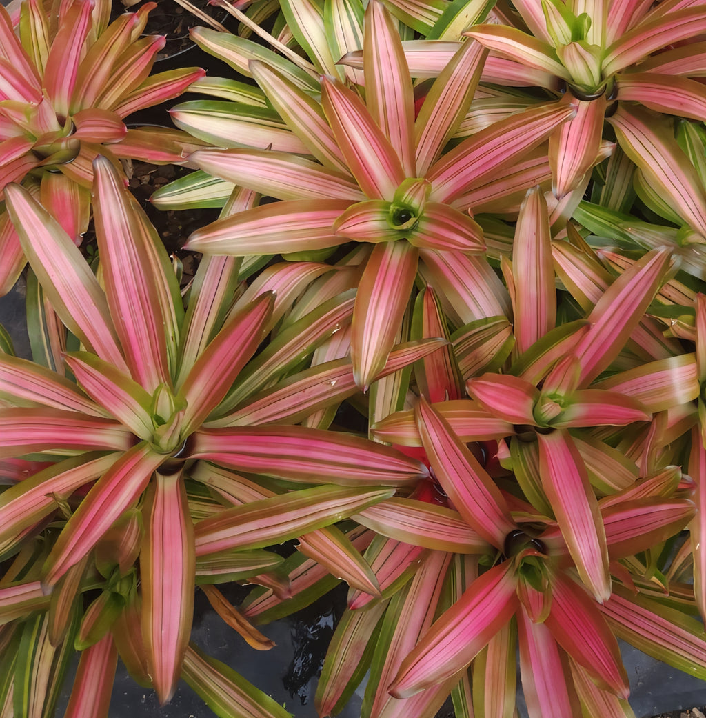 Bromeliad-Martin