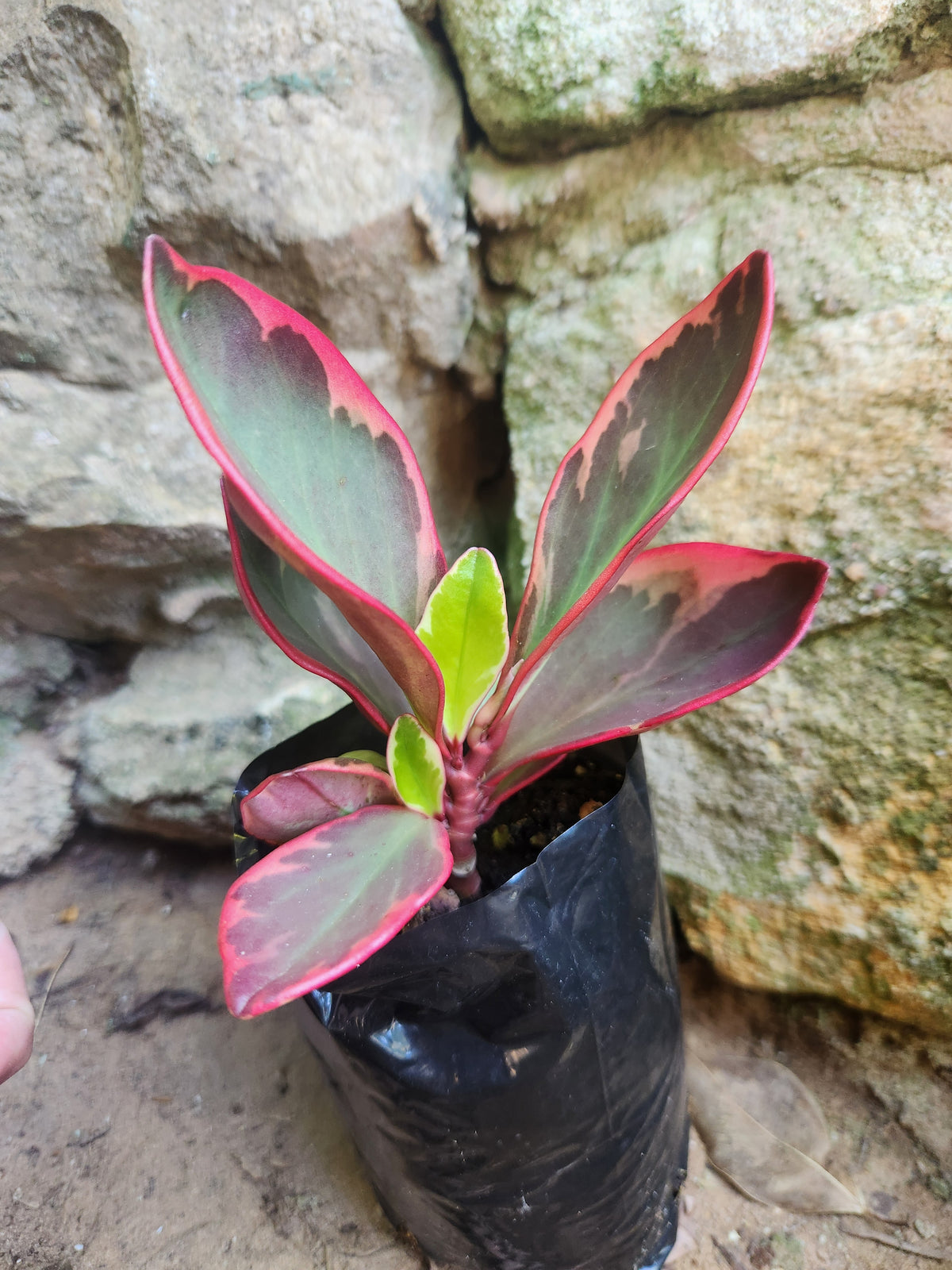 Rainbow Peperomia (Peperomia clusiifolia)