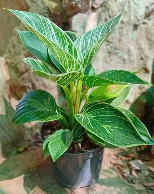Birkin White Wave (Philodendron erubescens)