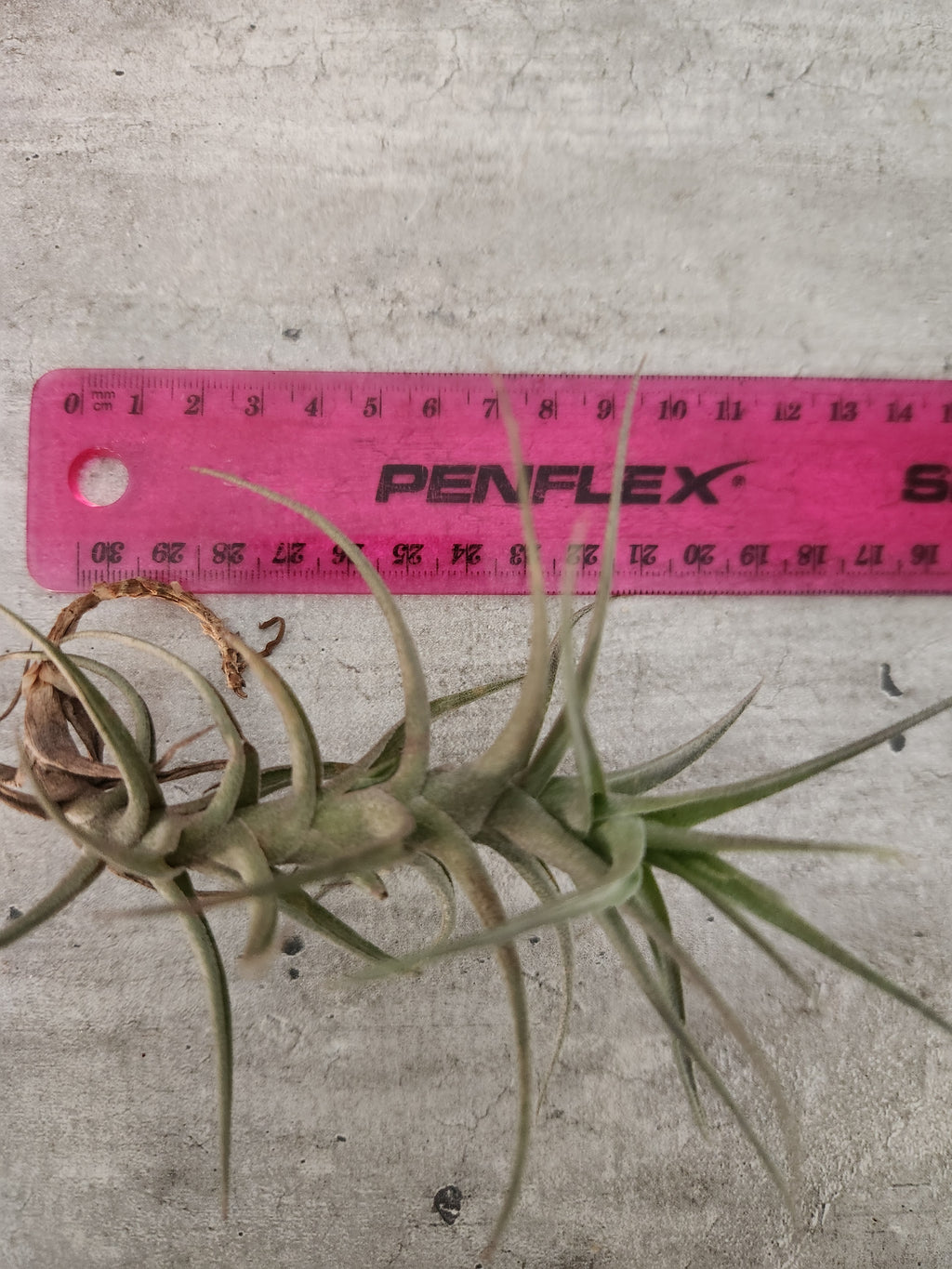 Air Plant- Tillandsia bergeri