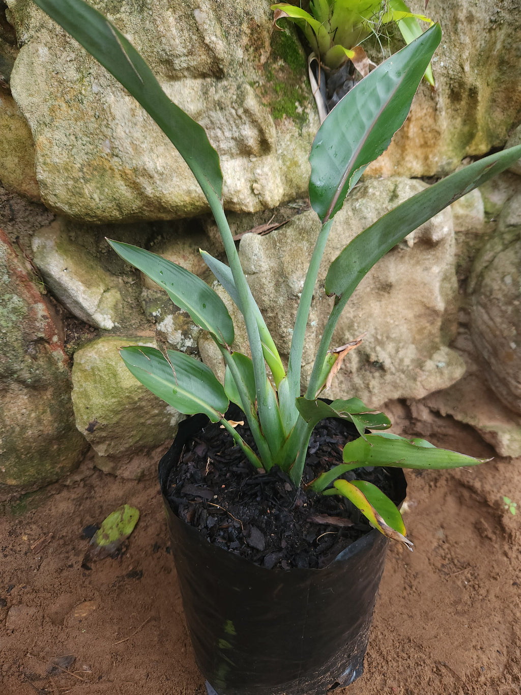 Strelitzia Yellow Hybrid (Strelitzia reginae 'Mandela's Gold')