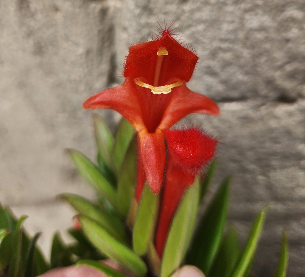 Goldfish Plant (Columnea krakatau )