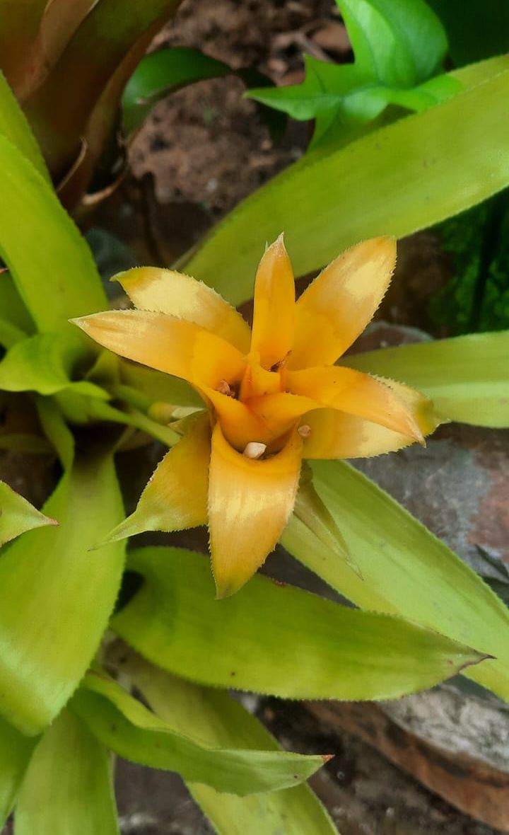 Citron Bromeliad (Canistropsis bilbergioides)