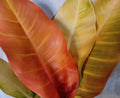Prince of Orange (Philodendron erubescens)