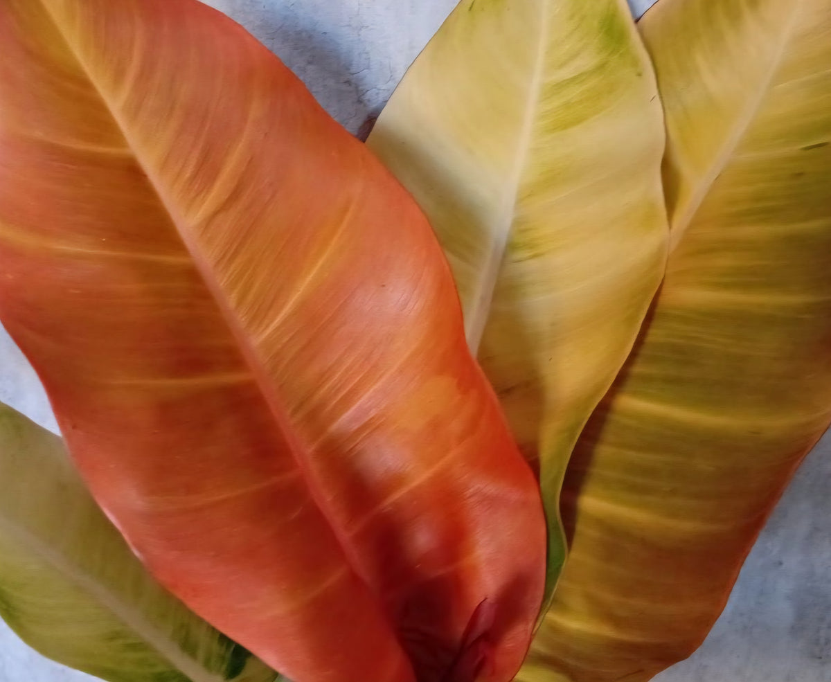 Prince of Orange (Philodendron erubescens)