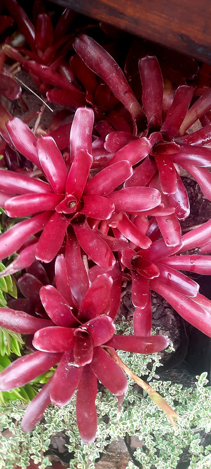 Fireball Mini Bromeliad- Neoregelia 'Fireball'